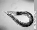 Elegant worm. Scientists first used the transparent worm, Caenorhabditis elegans, to study RNA interference.