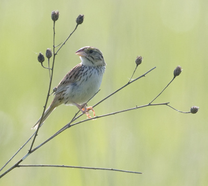 Henslow’s sparrow