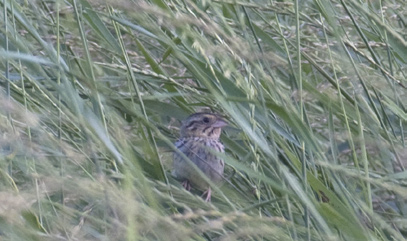 Henslow’s sparrow