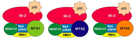 Members of the metastasis associated protein family (MTA)