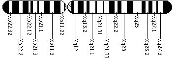 Ideogram of the X chromosome