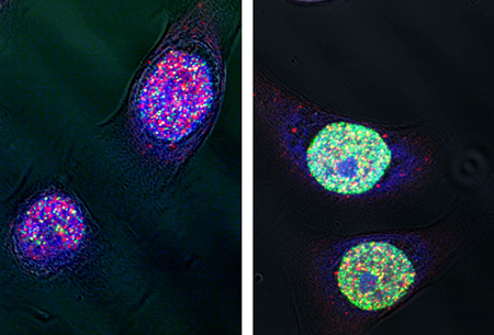 Cells treated with ultraviolet radiation show an increase in CPD adducts
(green). The core NuRD complex member Mi-2 (red) has been shown to be
upregulated by treatment, but does not co-localize to sites of damage. (C.
Burd & TK Archer)