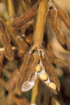 Photo of Soy plant