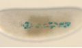 Fly embryo heart mutant image