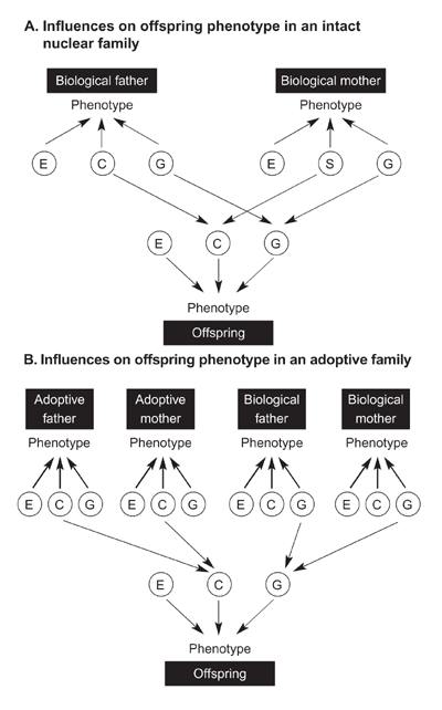 Influences on offspring phenotype in an intact nuclear family compared to influences on offspring phenotype in an adoptive family