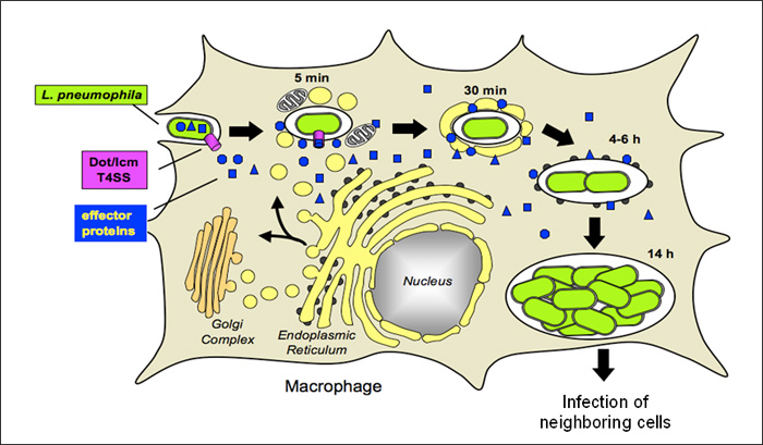 Infection cycle of L. pneumophila