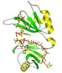 Crystal structure of HuD RRMs 1 and 2 in complex with AU-rich element RNA