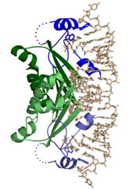 Crystal structure of CIRV p19 protein in complex with siRNA