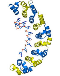 Crystal structure of the RNA-binding domain of human Pumilio1 protein in complex with target RNA