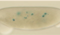 Fly embryo heart mutant image