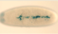 Fly embryo heart mutant image