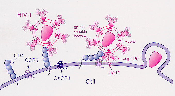 diagram of HIV binding