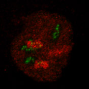 RNA Polymerase I/Nbs1 image