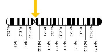 The SNAI2 gene is located on the long (q) arm of chromosome 8 at position 11.