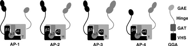 Figure 2.1 Structure of AP complexes and GGAs