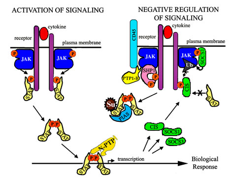 Photo of Activation of Signaling and Negative Regulation of Signaling.