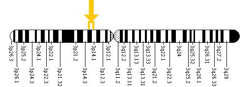 The MITF gene is located on the short (p) arm of chromosome 3 between positions 14.2 and 14.1.