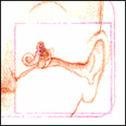 Drawing 1 of 3: Details of the vestibule organs of the inner ear responsible for balance  