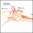 Drawing 2 of 3: Details of the vestibule organs of the inner ear responsible for balance  