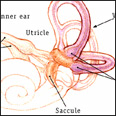 Drawing 3 of 3: Details of the vestibule organs of the inner ear responsible for balance   