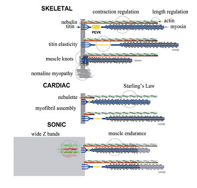 Photo of Giant proteins, slender filaments, and elastic cytoskeleton.