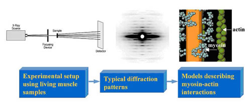 Photo of Experimental setup using living muscle samples - Typical diffraction patterns - Models describing myosin-action interactions.