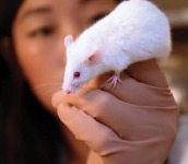 The photograph shows a white mouse being held by a female researcher.
