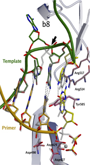 Figure 2: Crystal structure of DNA polymerase lambda bound to DNA containing an unpaired adenine on the templating strand superimposed with the ternary complex of pol lambda with a precatalytic ternary complex (semi-transparent).  The unpaired base in the extrahelical position is easily accommodated without distortion to the active site suggesting how pol lambda is able to propagate -1 frameshift errors (Garcia-Diaz et al. Cell, 124:331-342 (2006))