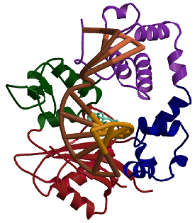 Figure 3: Ternary complex of DNA polymerase mu.  By comparisons to DNA polymerase beta and lambda structures, this structure suggests how the active site of mu may accommodate unusual substrates to aid in double strand break repair of non-homologous ends (Moon et al, Nat Struct Mol Biol, 14:45-53 (2007)
