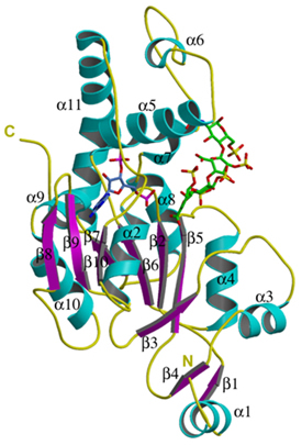 Figure 1: Ribbon diagram of the crystal structure of 3-O-sulfotransferase isoform 3 in complex with PAP (blue) and a tetrasaccharide substrate (green)