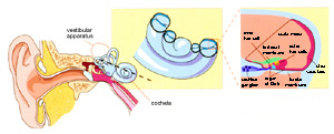 Illustration: View of the mammalian auditory system showing: cochlea, vestibular apparatus, inner hair cell, scala media, tectorial membrane, outer hair cells, cochlear ganglion, organ of Corti, basilar membrane, and stria vasicularis.