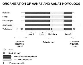 Figure 5.5 Organization of AANAT and AANAT Homologues