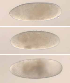 Fly embryo images showing heart phenotype mutation
