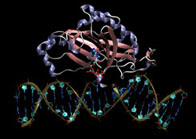 Model of the REL1 enzyme (in pink and purple ribbon) interacting with an RNA substrate (gold ribbon). An ATP molecule, which is necessary for the enzyme’s activity, is bound to REL1. Courtesy of Rommie Amaro and J. Andrew McCammon.