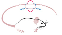 Knockout Mouse Project image of mouse