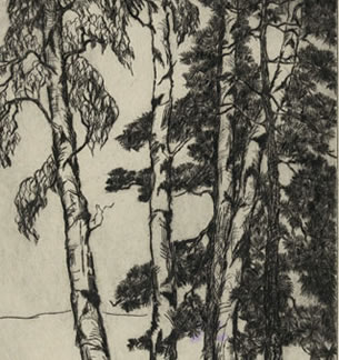 Birches  and Pines, MacDowell Colony Woodland