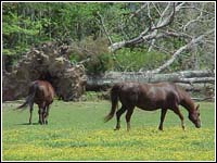 Horses in Mississippi graze in a field near trees that came down in tornadoes.