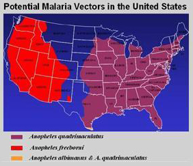 The potential Malaria vector Anopheles freeborni can be found in Western states as far East as Colorado. Anopheles quadrimaculatus can be found in the Eastern states as far West as Kansas.