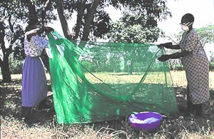 Two women dipping a bednet into a basin containing an insecticide solution, under a tree  