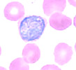 Plasmodium vivax gametocyte