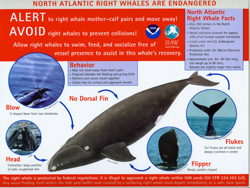 North Atlantic Right Whale Facts