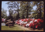Arlington National Cemetery. Azalea garden in Arlington National Cemetery.