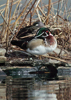 Wildlife, such as these wood ducks, benefit from the Wildlife Habitat Incentives Program.