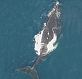 aerial image of right whale