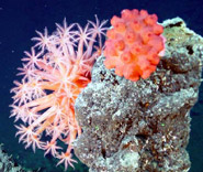 octocorals or soft corals