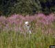 Purple loosestrife