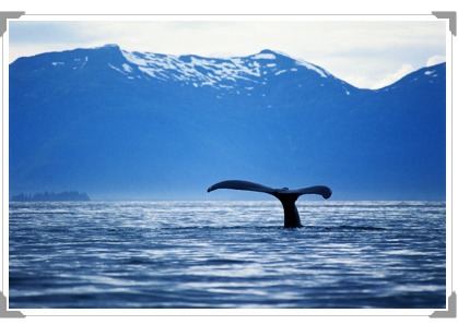 A Whale's Tail