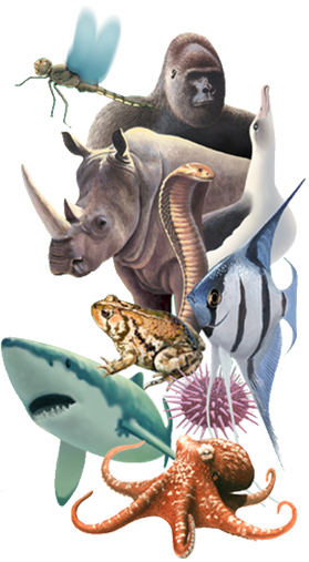 animal diversity collage