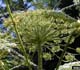 Giant Hogweed