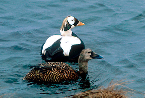 spectacled eider pair.  Credit: USFWS